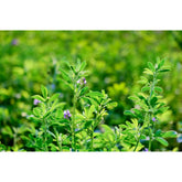 Hectarul - Samanta lucerna - Nefeli 10 kg